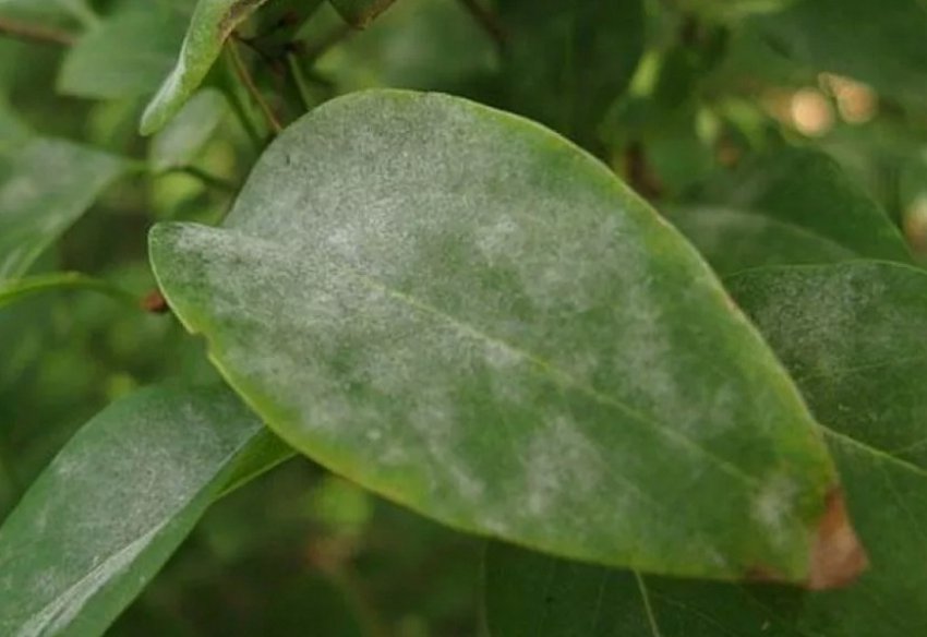 Борошниста роса на жимолості