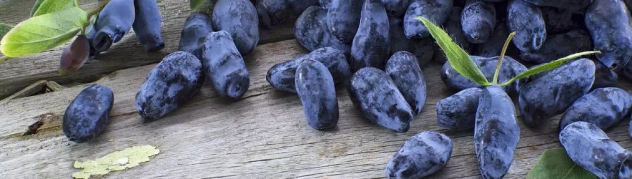 Жимолость їстівна сорти Камчадалка — основні характеристики