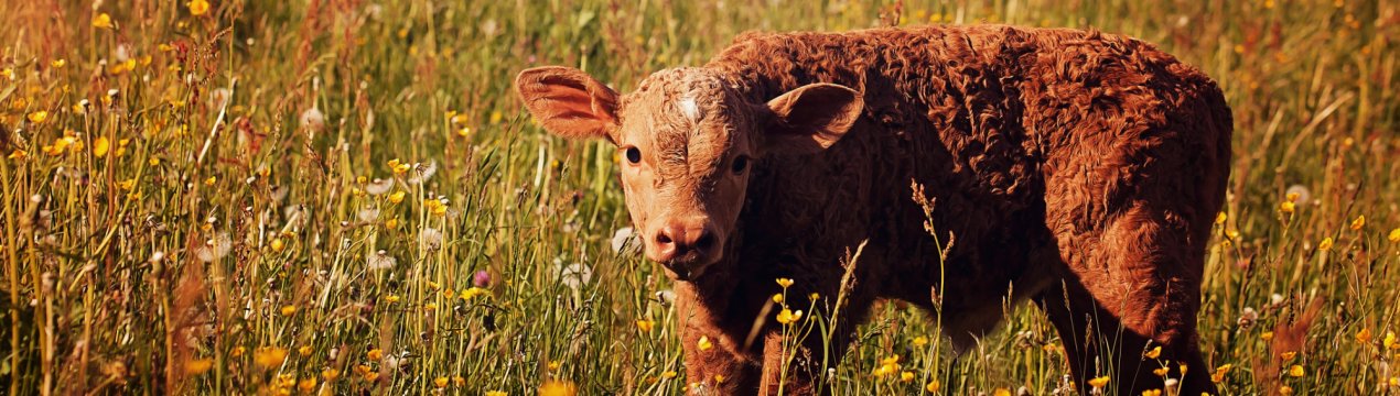 У Самарі обговорили ідеальний корм для телят і розрахували вартість обідів коров'ячих