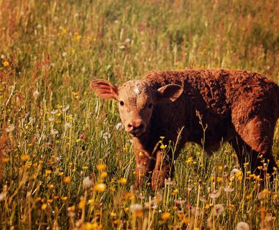 У Самарі обговорили ідеальний корм для телят і розрахували вартість обідів коров'ячих