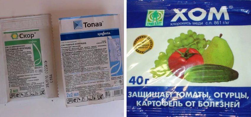 Препарати для лікування захворювань жимолості Препарати для лікування захворювань жимолості
