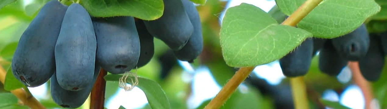 Жимолость їстівна Десертна — основні характеристики