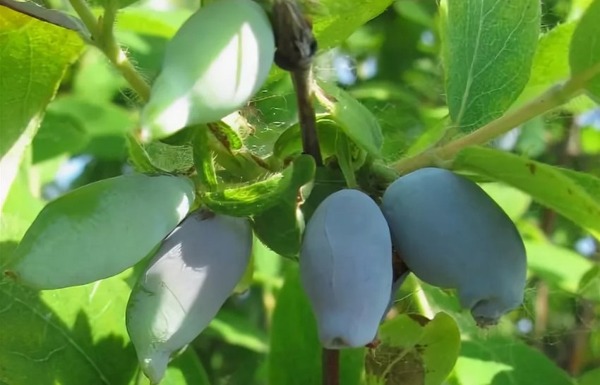 Жимолость Десертна Жимолость Десертна