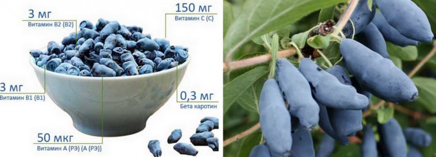 Хімічний склад жимолості Хімічний склад жимолості