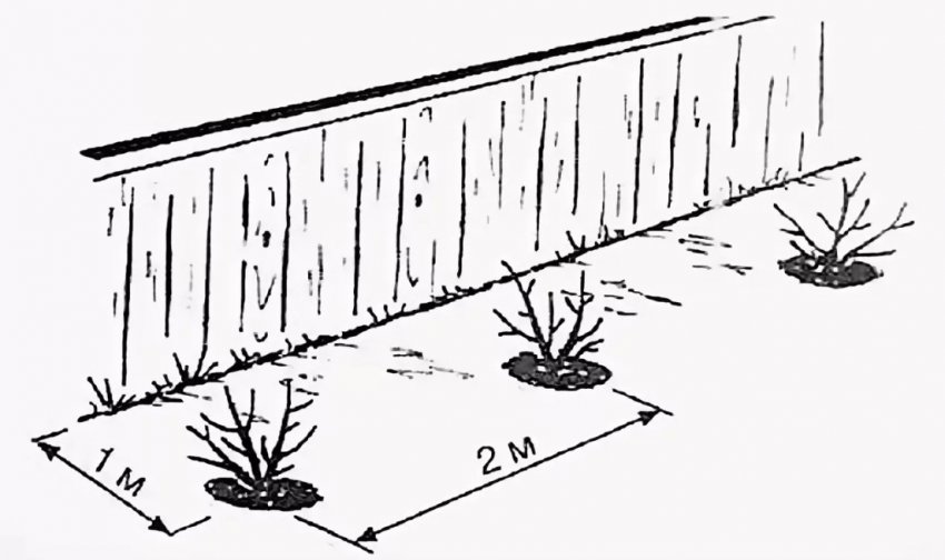 Місце посадки жимолості Місце посадки жимолості