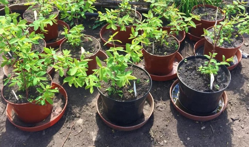 Посадковий матеріал жимолості Посадковий матеріал жимолості