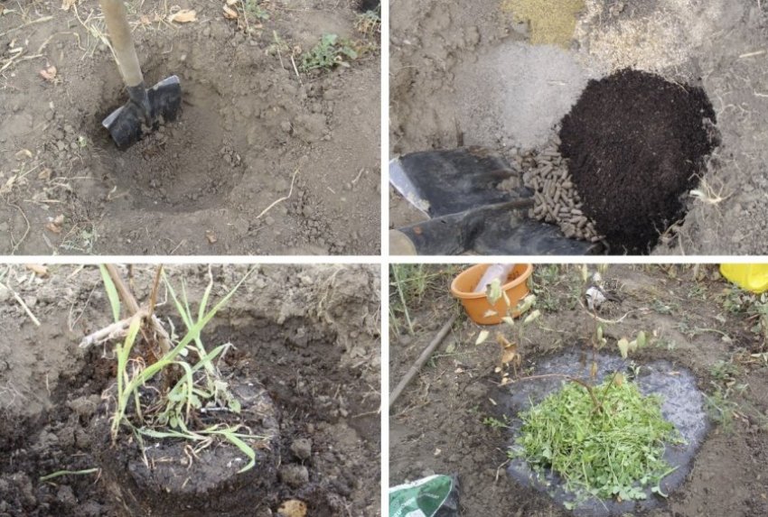 Схема посадки жимолості Схема посадки жимолості