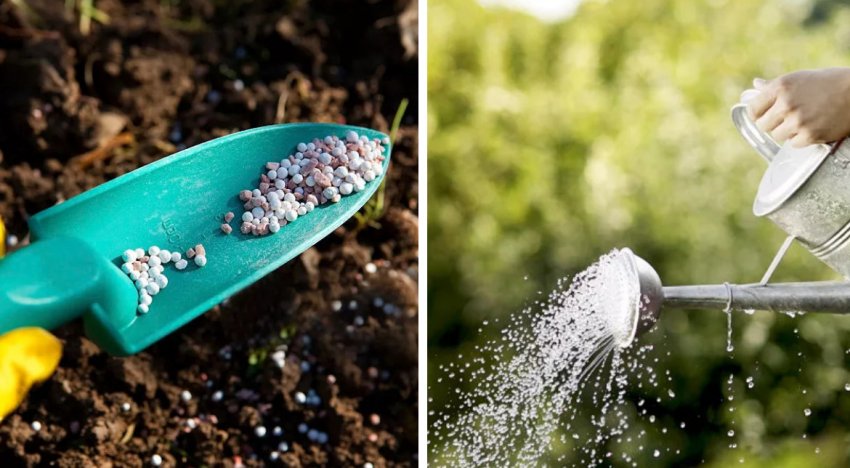 Догляд за жимолостю Догляд за жимолостю