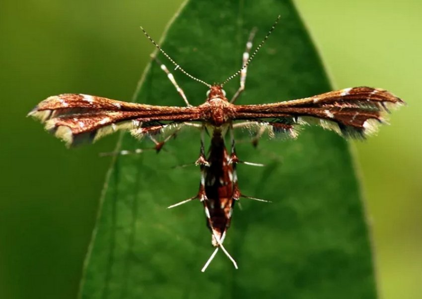 Пальцекрылка на жимолості Пальцекрылка на жимолості