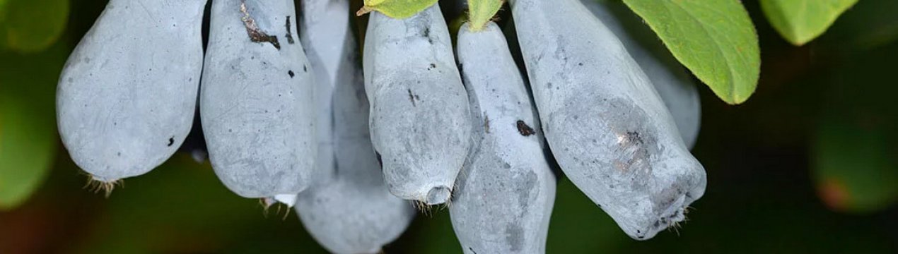 Жимолость їстівна Нижегородська Рання — основні характеристики