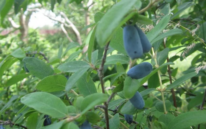 Жимолость Нижегородська Жимолость Нижегородська
