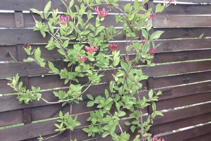 Місце посадки жимолості Місце посадки жимолості