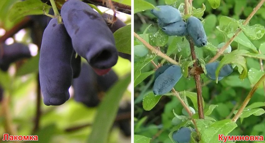 Сорти-запилювачі Сорти-запилювачі