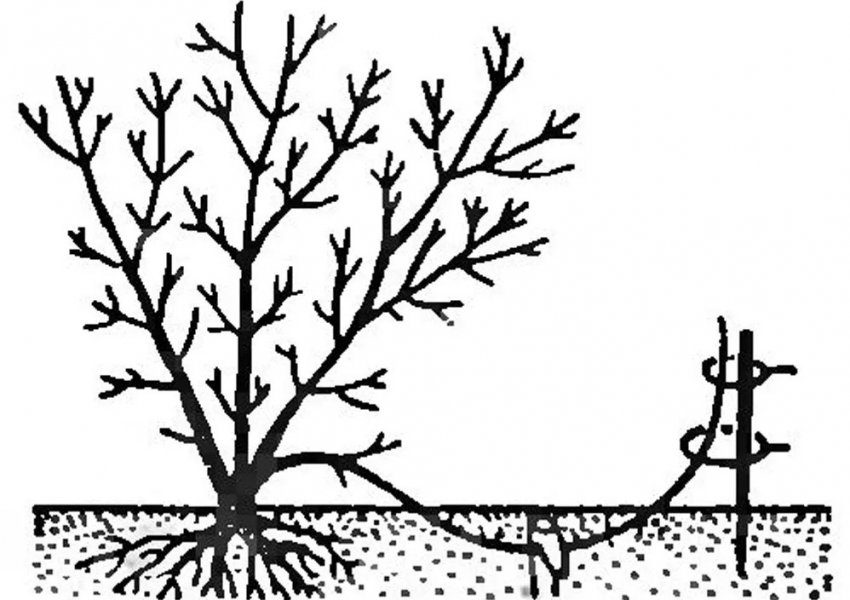 Розмноження кореневими відсадками жимолості Розмноження кореневими відсадками жимолості