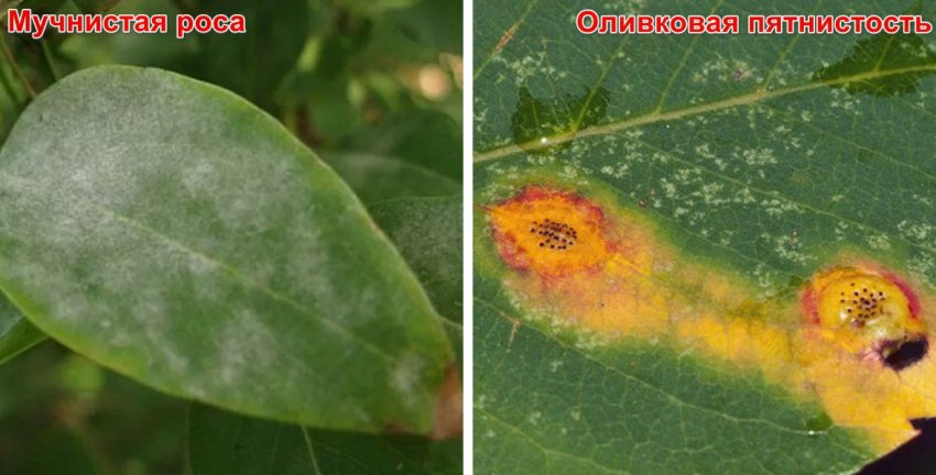 Заболивания жимолості Заболивания жимолості