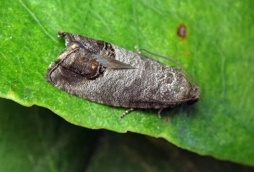 Гусениця плодожерка на жимолості Гусениця плодожерка на жимолості