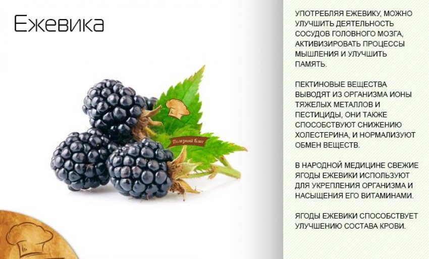 Ежевика Полезные Свойства Фото
