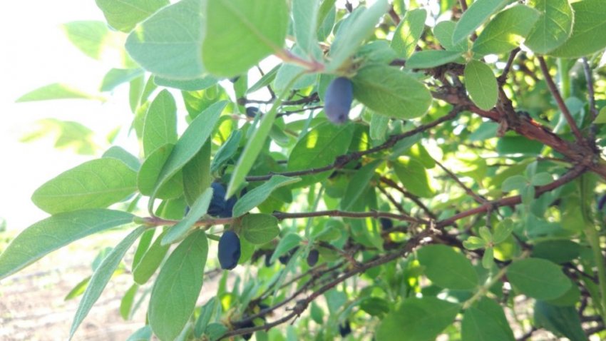 Жимолость Попелюшка Жимолость Попелюшка