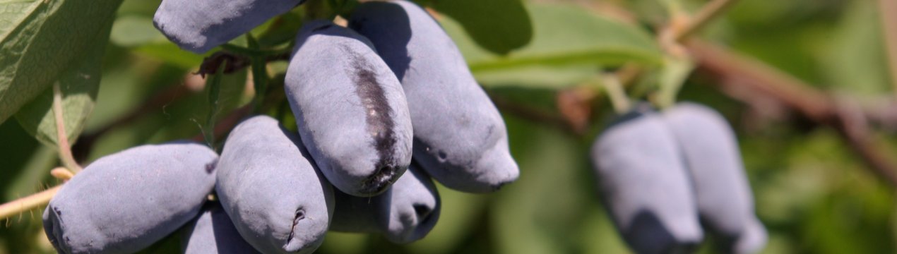 Жимолость Попелюшка: характеристика, особливості вирощування