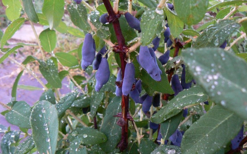 Врожайність сорти жимолості Попелюшка Врожайність сорти жимолості Попелюшка