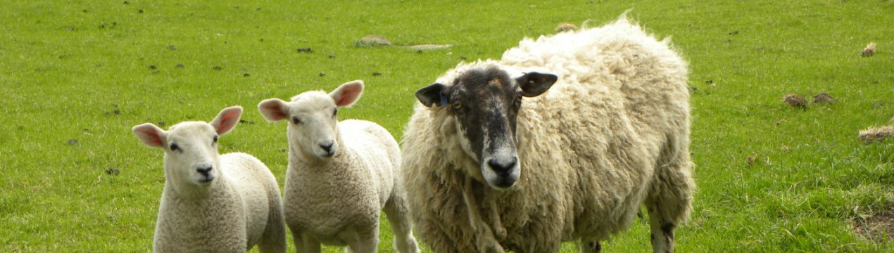 NFU: Brexit без операції — «катастрофа» для фермерів Великобританії