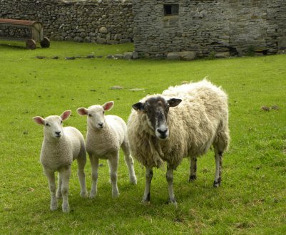 NFU: Brexit без операції — «катастрофа» для фермерів Великобританії