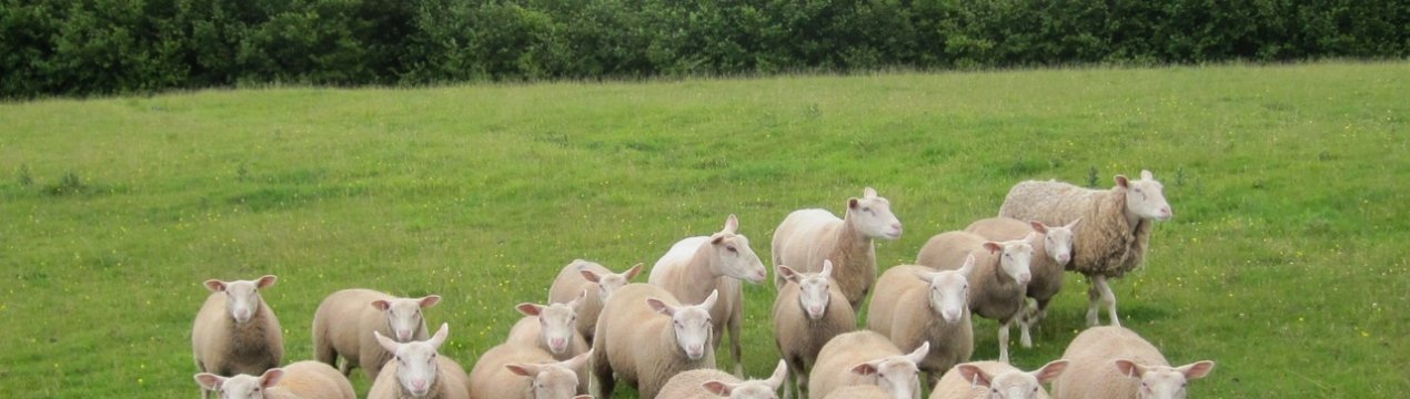 Попередження головного ветеринара Північної Ірландії