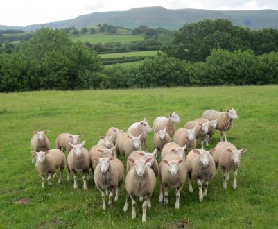 Попередження головного ветеринара Північної Ірландії