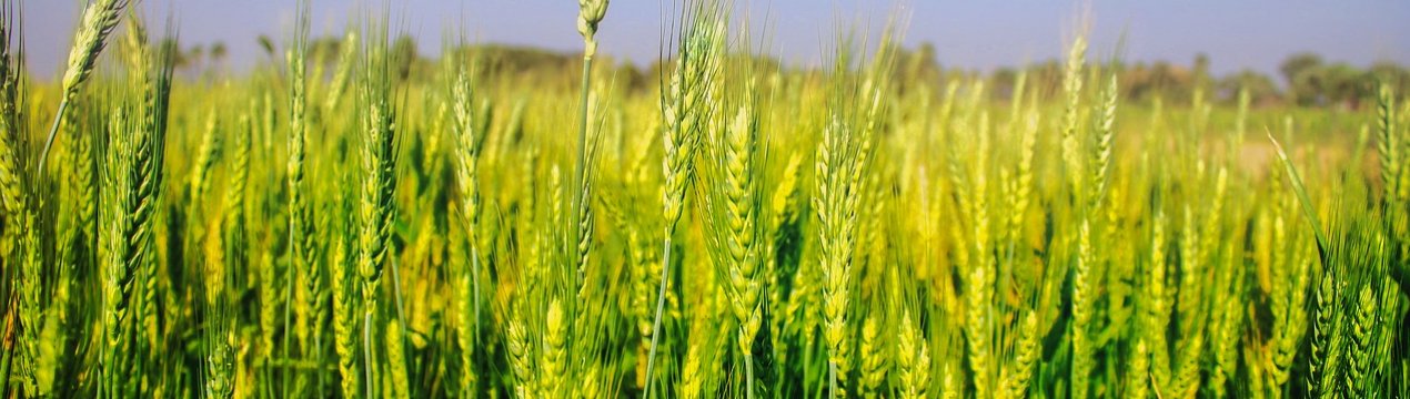 Збір пшениці в Черкаській області затримується із-за погоди