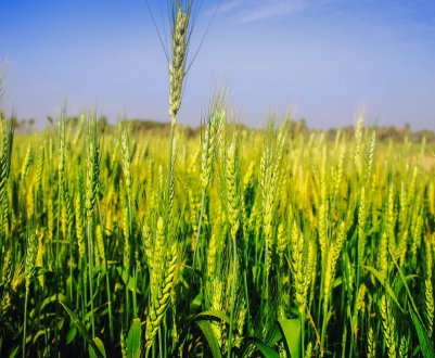 Збір пшениці в Черкаській області затримується із-за погоди