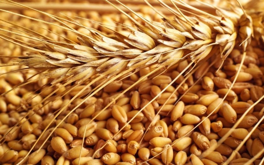 Збір пшениці в Черкаській області затримується із-за погоди Збір пшениці в Черкаській області затримується із-за погоди