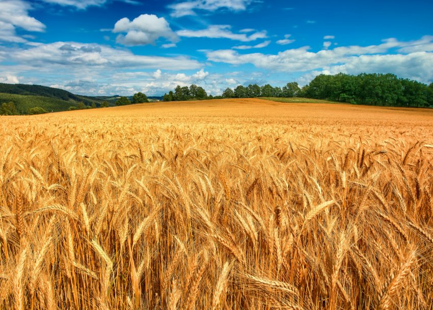 Збір пшениці в Черкаській області затримується із-за погоди Збір пшениці в Черкаській області затримується із-за погоди