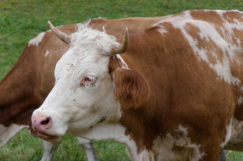 Томич включилися в процес заготівлі кормів Томич включилися в процес заготівлі кормів