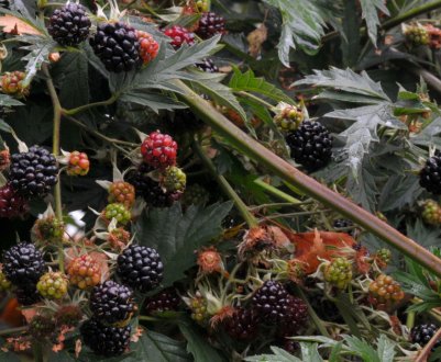 Самоопыляемая ожина Авагам: характеристика сорту