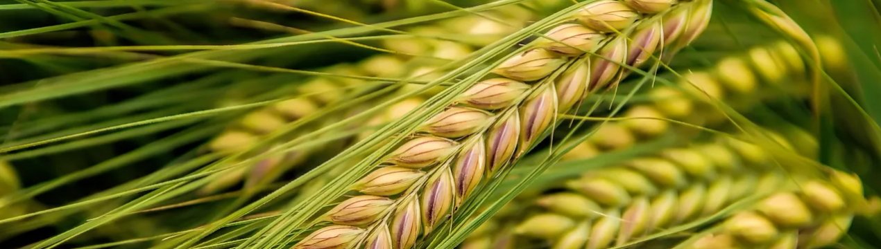 Запорізьке господарство вирощує 500 гектарів зернових, адаптованих до умов степу