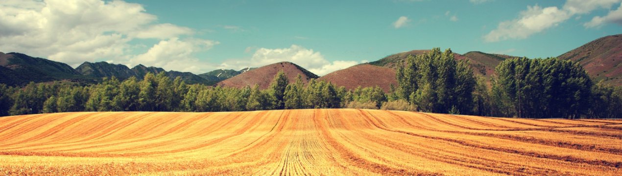 Недопалки та несправна техніка масово знищують донські сільгоспугіддя