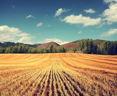 Недопалки та несправна техніка масово знищують донські сільгоспугіддя