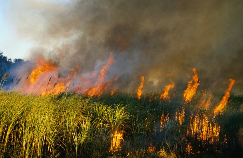 Недопалки та несправна техніка масово знищують донські сільгоспугіддя Недопалки та несправна техніка масово знищують донські сільгоспугіддя