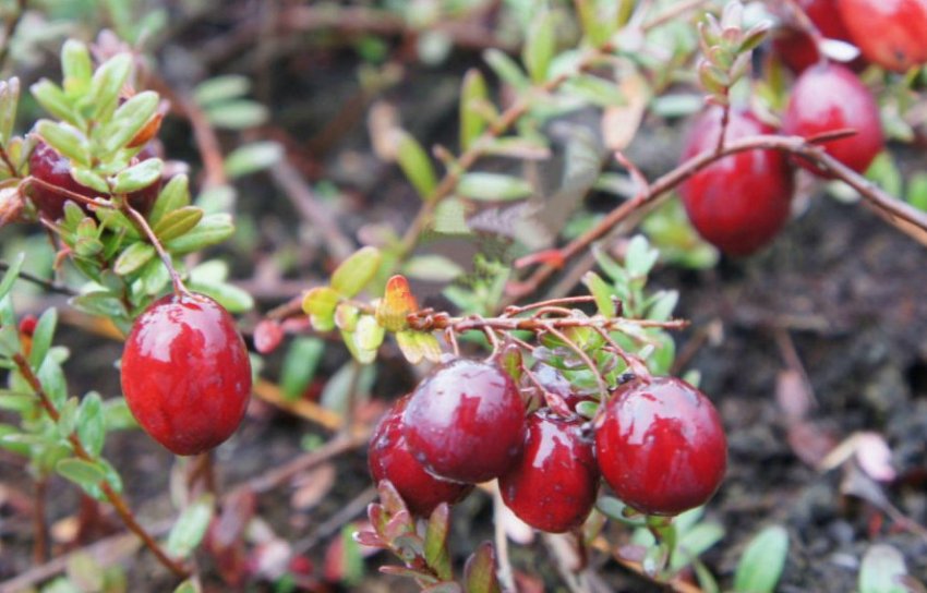 Журавлина Франклін Журавлина Франклін