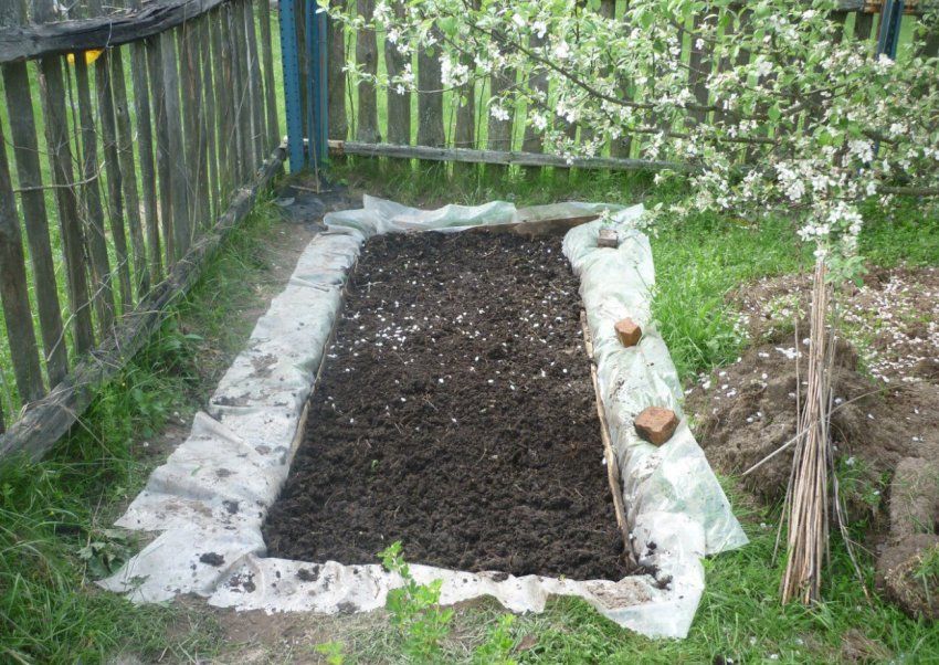 Ділянка під посадку журавлини Ділянка під посадку журавлини