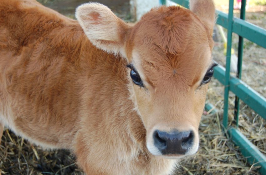 В Самарі обговорили ідеальний корм для телят і розрахували вартість коров'ячих обідів