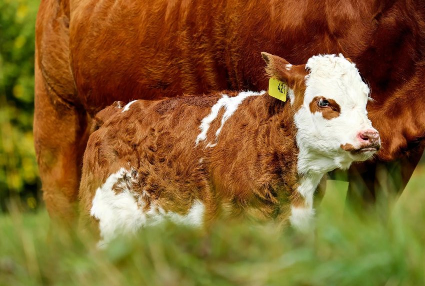 В Самарі обговорили ідеальний корм для телят і розрахували вартість коров'ячих обідів