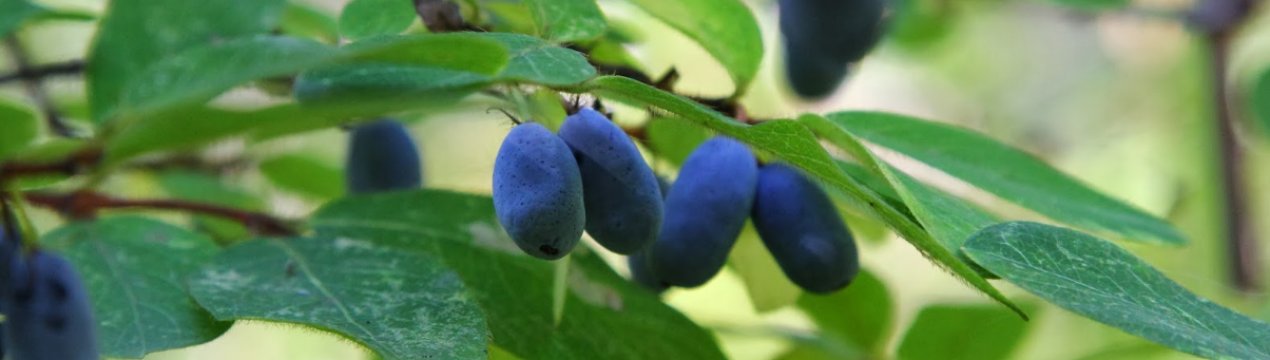 Жимолость їстівна Блю Вельвет — основні характеристики, особливості
