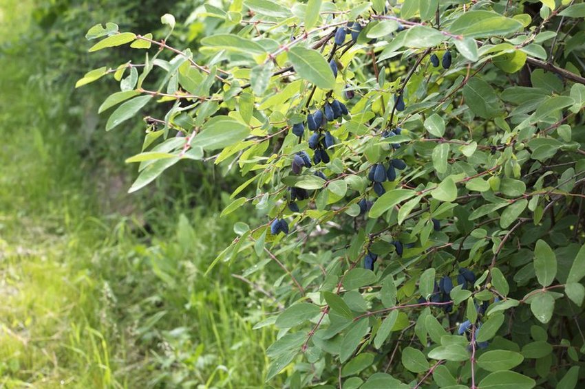 Сорт ранньої жимолості Блю Вельвет