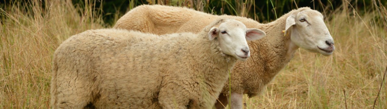 Хто вважається родоначальником домашніх овець: теорії походження