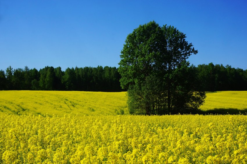 Російські зерновики намолотили понад 16 мільйонів тонн пшениці Російські зерновики намолотили понад 16 мільйонів тонн пшениці