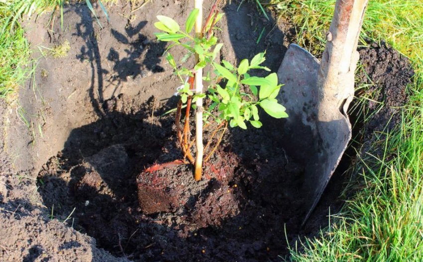 Місце для посадки жимолості