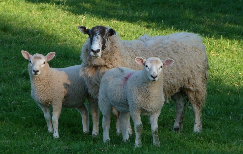 Домашні вівці