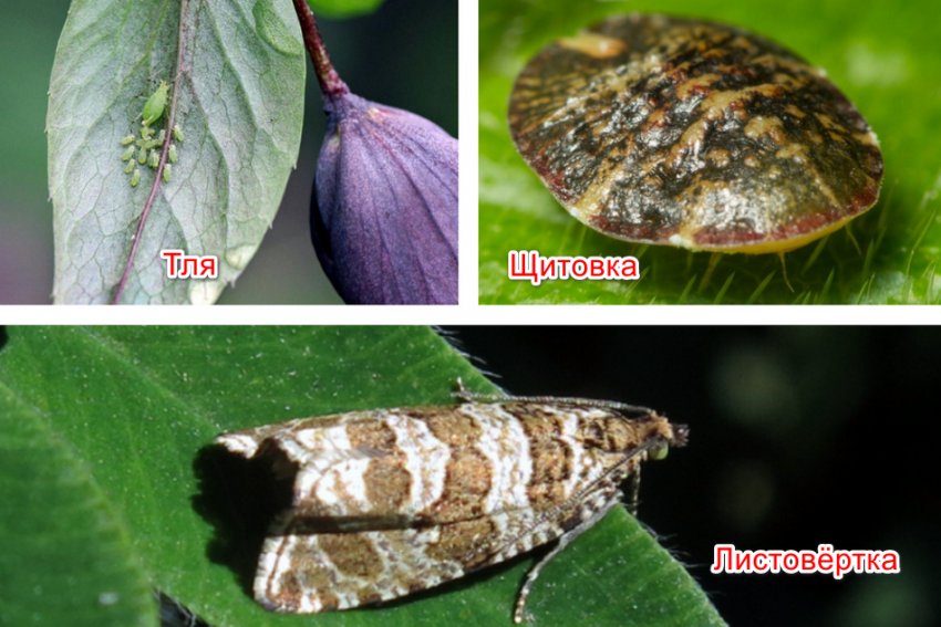 Шкідники жимолості