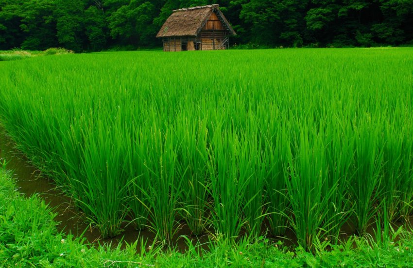 Рисові поля Дагестану «поправляться» на три тисячі гектарів